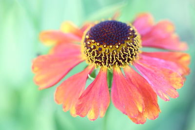 Close-up of pink flower