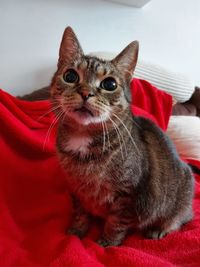 Close-up portrait of cat on bed