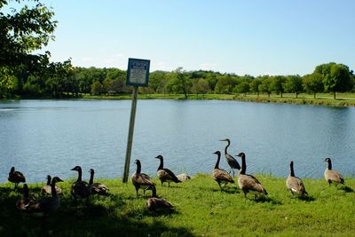 View of birds by the lake