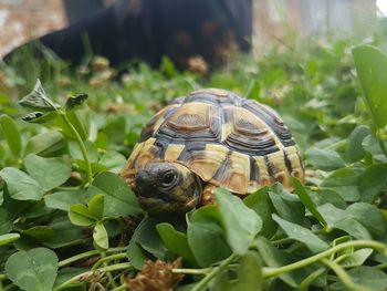 Close-up of tortoise on grass