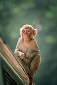 Portrait of monkey sitting on car outdoors