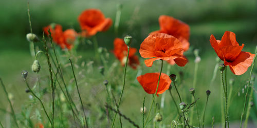 Close-up of poppy flowers blooming in field