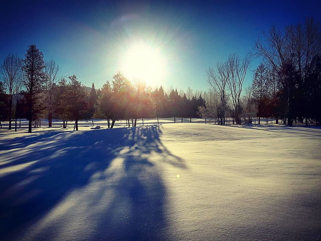 VIEW OF SNOW COVERED TREES