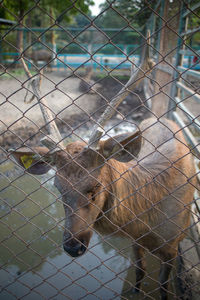View of an animal seen through chainlink fence