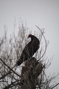 Bird perching on bare tree