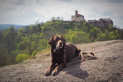 Dog in park against sky