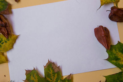 High angle view of chopped leaves on table