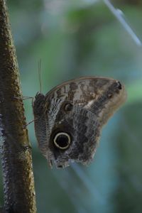 Close-up of butterfly