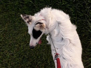 High angle view of a border collie all white.