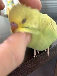 Close-up of a hand holding bird