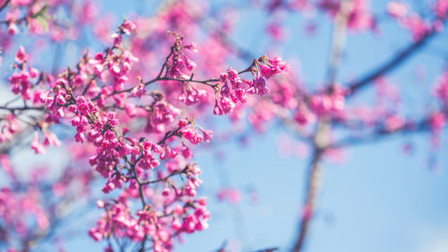 Close-up of pink cherry blossom