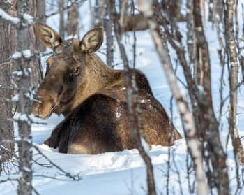 Moose resting in deep snow just outside kiruna in arctic sweden on a bright winter's day