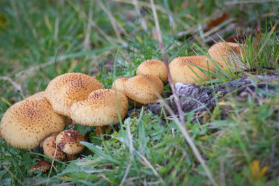 Close-up of mushrooms growing on field