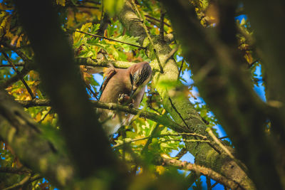 Low angle view of lizard on tree