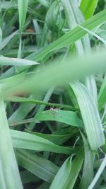 Close-up of insect on plant