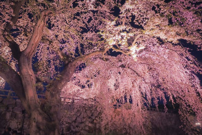 Low angle view of cherry blossom tree