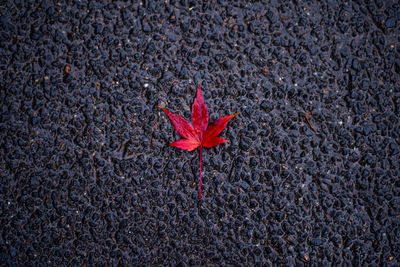 High angle view of red maple leaf on pebbles