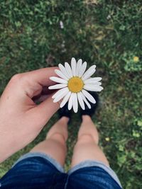 Low section of person standing by daisy flower