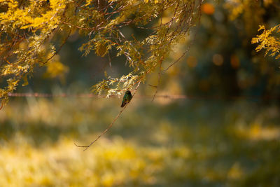 Close-up of spider web on tree