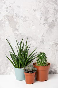 Potted plants in pot