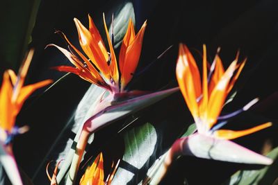 Close-up of orange flowering plant