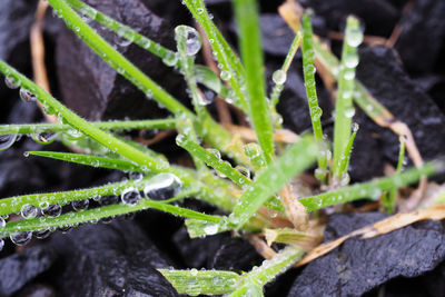 Close-up of plants