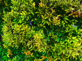 Full frame shot of flowering plants