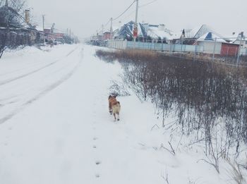 Snow covered landscape