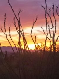 Scenic view of sunset