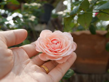 Close-up of hand holding rose bouquet