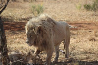 Lions on field