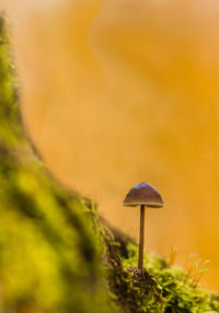 Close-up of mushroom growing outdoors