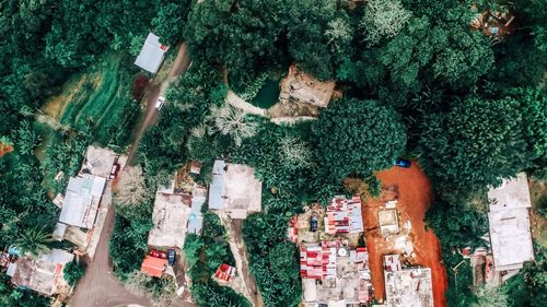 High angle view of trees