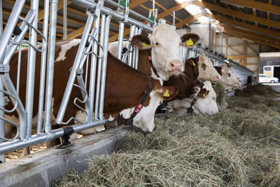 Livestock cows