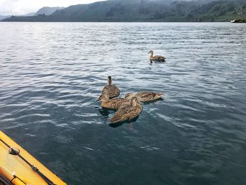 High angle view of ducks swimming in lake