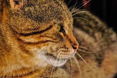 Close-up of a cat looking away