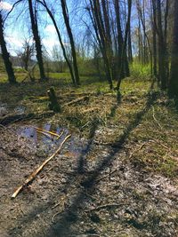 Trees in forest