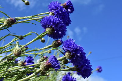 Close-up of bee pollinating on purple flowering plant