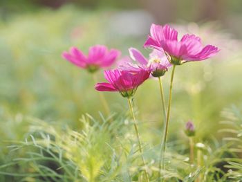 Close-up of pink flowering plants on field