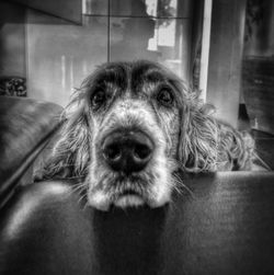 Portrait of dog relaxing at home