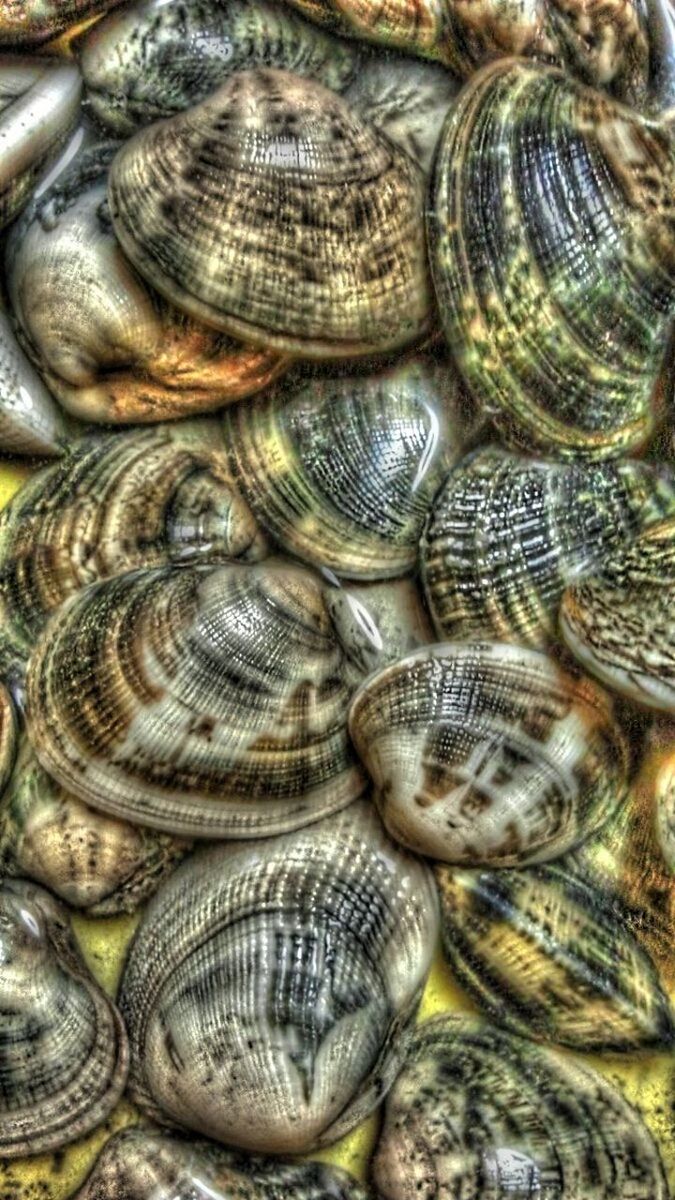 Clams