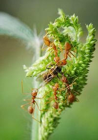 Close-up of insect on plant