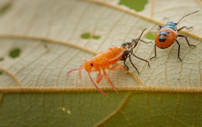 Close-up of insect on leaf