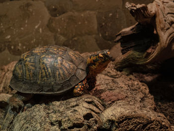 Turtle resting on a rock