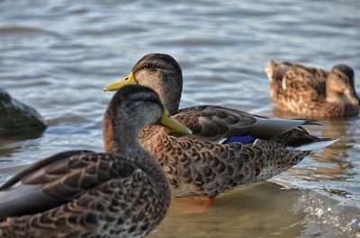 Mallard ducks swimming in lake