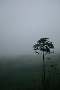 Tree on field against sky during foggy weather