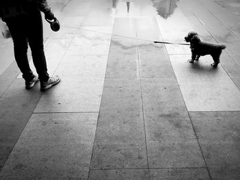 Low section of man playing with dog