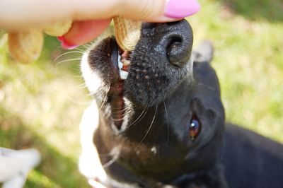 Close-up of dog with hand