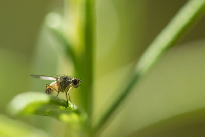 Close-up of fly on leaf