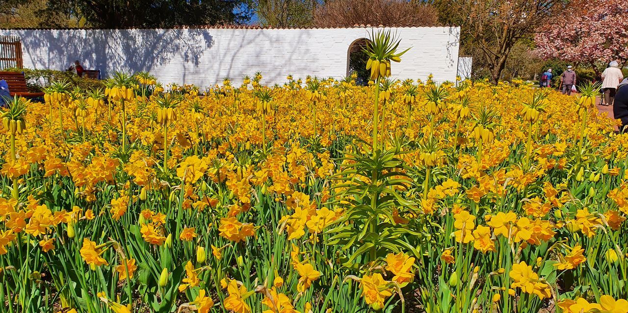 SCENIC VIEW OF FLOWERING PLANTS ON FIELD